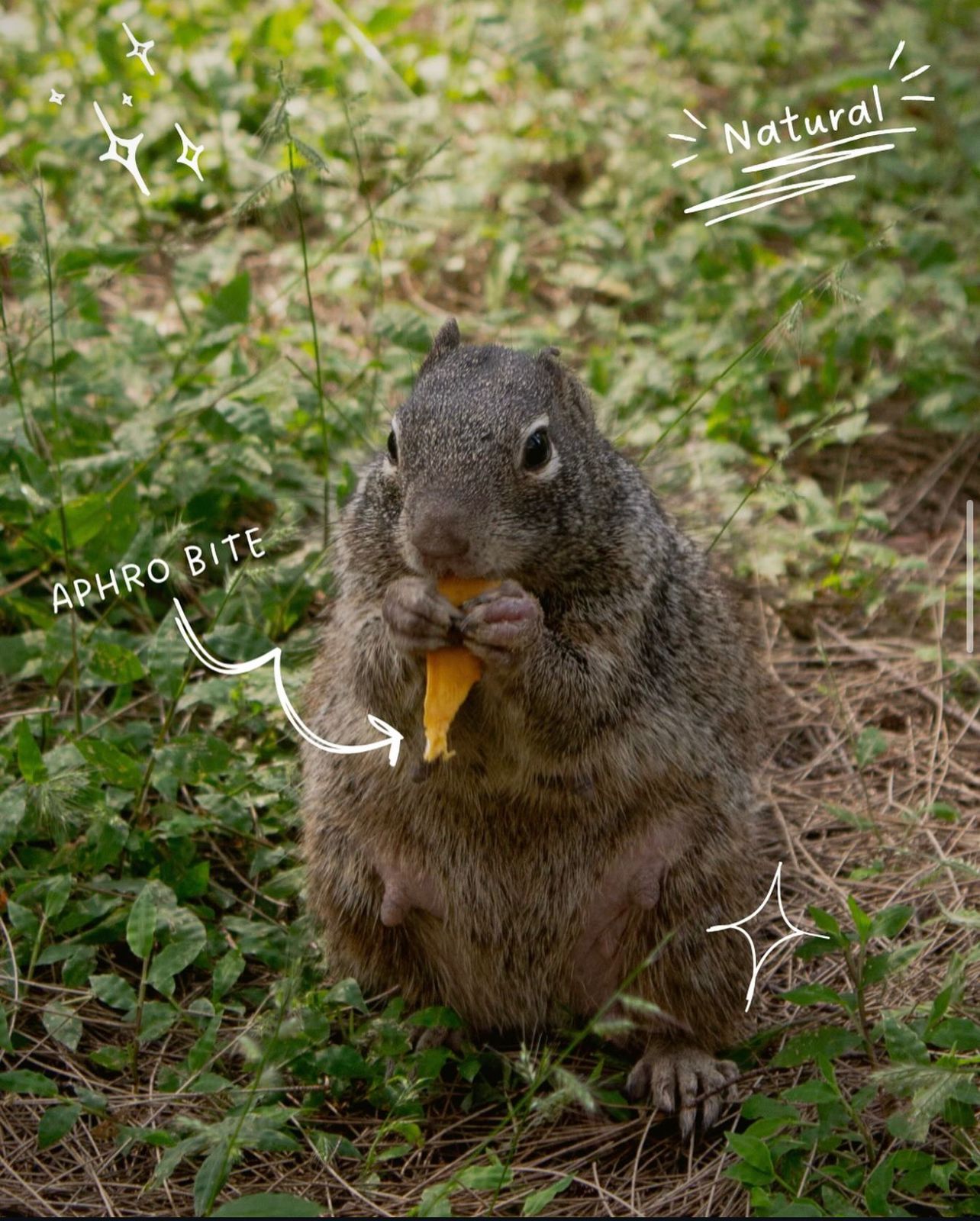 Mango Production Process
